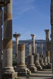 Image du Maroc Professionnelle de  Des piliers près du centre de Volubilis l'un des sites les mieux préservés au Maroc et le plus visité. La cité romaine se situe à proximité de Moulay Idriss Zerhoun à une trentaine de km au nord-ouest de Meknès, photo prise le jeudi 8 Mars 2012. Volubilis ville antique berbère Walili (Lauriers rose) qui date du 3e siècle avant J.-C. capitale du royaume de Maurétanie fondé comme seconde capital sous le règne de Juba II. (Photo / Abdeljalil Bounhar)
